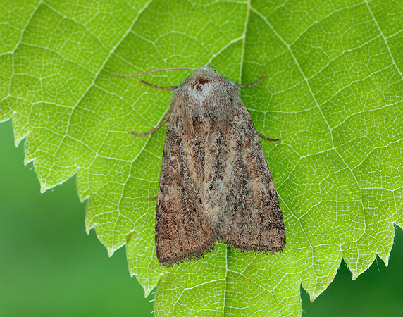 73.145 BF2349 Mere Wainscot Photedes fluxa