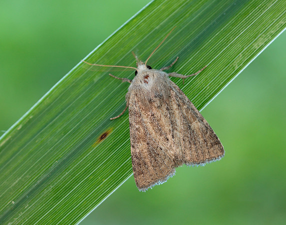 73.145 BF2349 Mere Wainscot Photedes fluxa