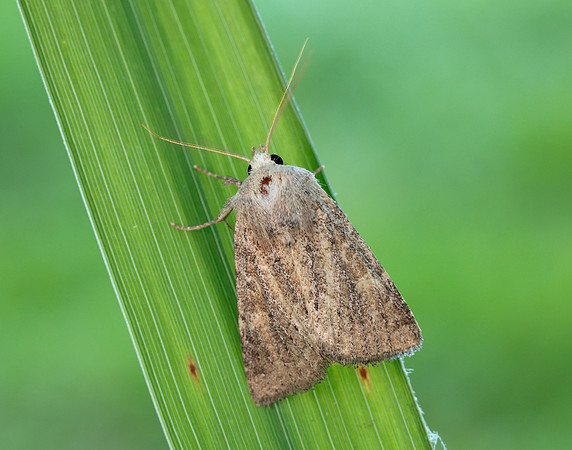73.145 BF2349 Mere Wainscot Photedes fluxa