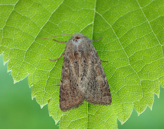73.145 BF2349 Mere Wainscot Photedes fluxa