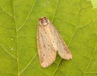 73.147 BF2345 Small Dotted Buff Photedes minima