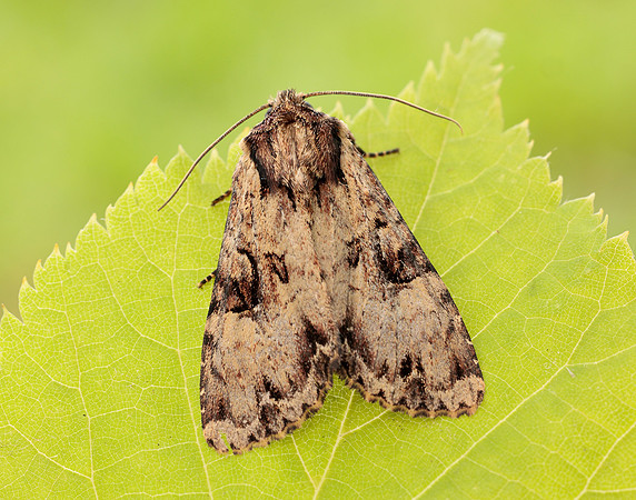 73.155 BF2327 Clouded Brindle Apamea epomidion