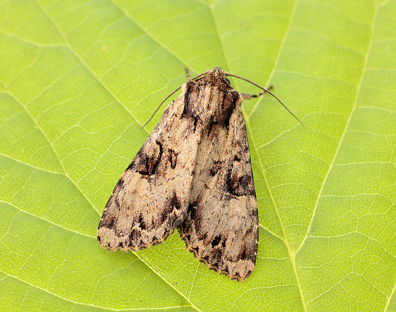 73.155 BF2327 Clouded Brindle Apamea epomidion