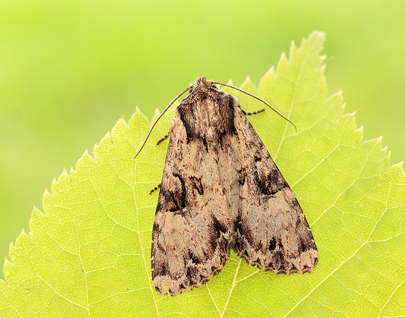 73.155 BF2327 Clouded Brindle Apamea epomidion