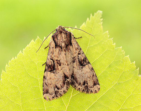73.155 BF2327 Clouded Brindle Apamea epomidion