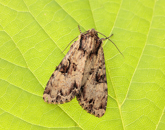 73.155 BF2327 Clouded Brindle Apamea epomidion