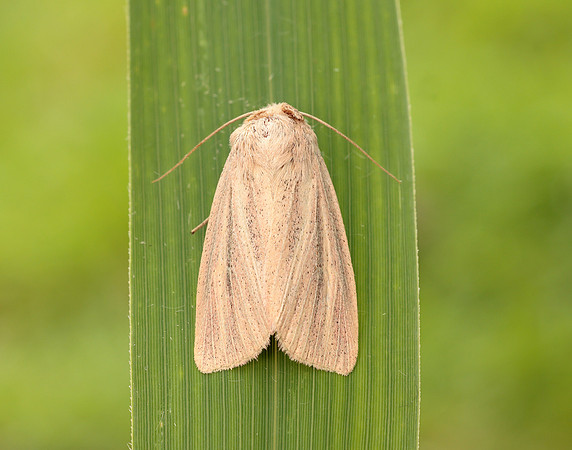 73.289 BF2196 Striped Wainscot Mythimna pudorina