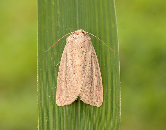 73.289 BF2196 Striped Wainscot Mythimna pudorina