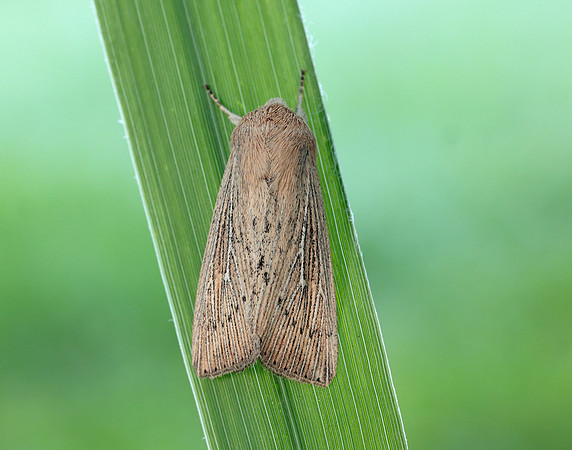 73.302 BF2204 Obscure Wainscot Leucania obsoleta