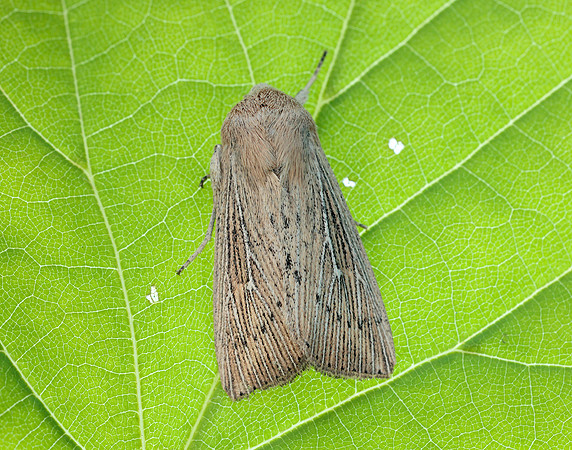 73.302 BF2204 Obscure Wainscot Leucania obsoleta