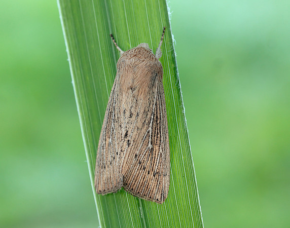 73.302 BF2204 Obscure Wainscot Leucania obsoleta
