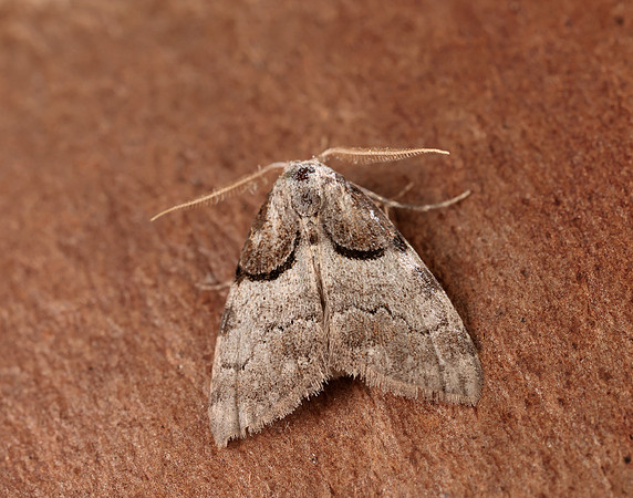 74.003 BF2077 Short-cloaked Moth Nola cucullatella