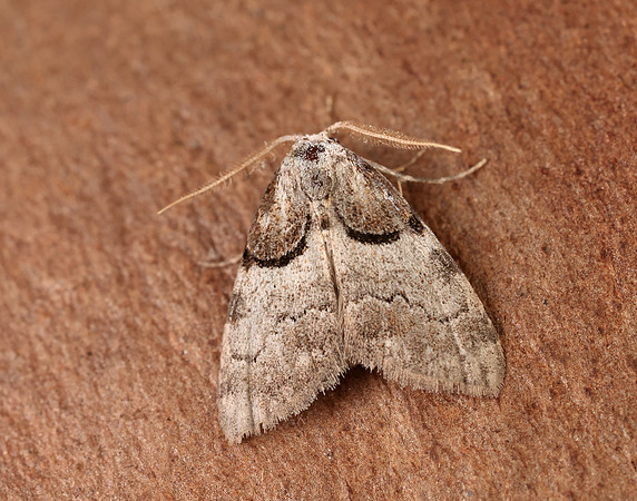 74.003 BF2077 Short-cloaked Moth Nola cucullatella