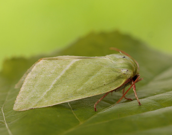 74.008 BF2422 Green Silver-lines Pseudoips prasinana
