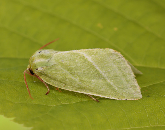 74.008 BF2422 Green Silver-lines Pseudoips prasinana