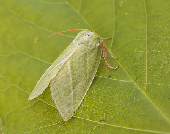 74.008 BF2422 Green Silver-lines Pseudoips prasinana