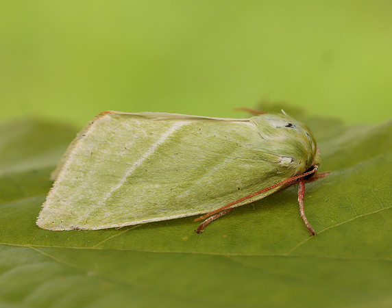 74.008 BF2422 Green Silver-lines Pseudoips prasinana