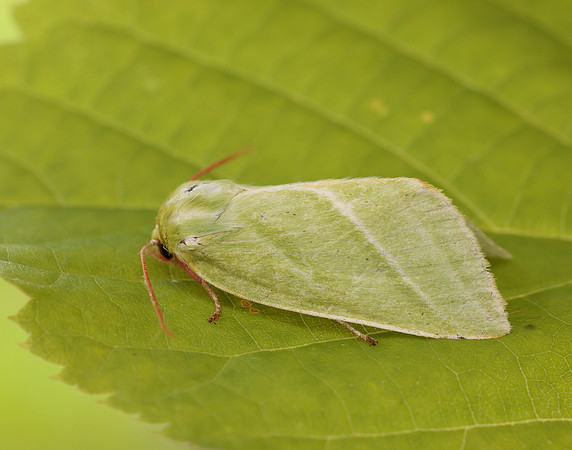 74.008 BF2422 Green Silver-lines Pseudoips prasinana