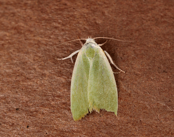 74.011 BF2418 Cream-bordered Green Pea Earias clorana
