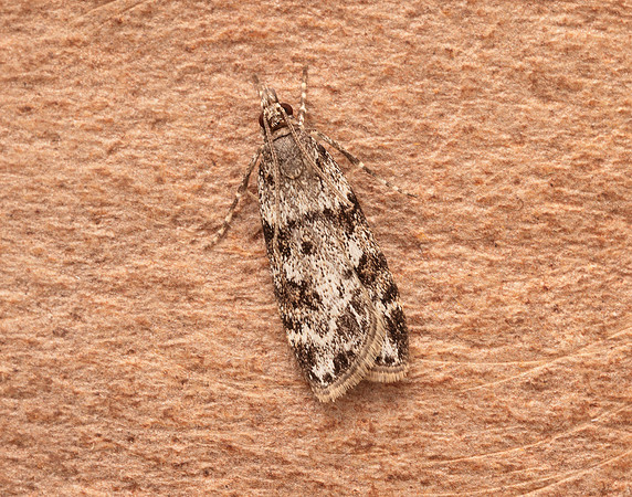 63.064 BF1334 Scoparia ambigualis