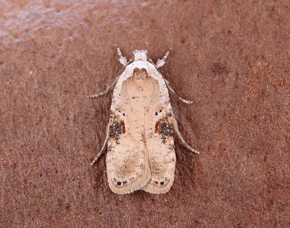 32.031 BF695 Agonopterix alstromeriana