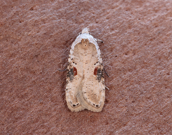 32.031 BF695 Agonopterix alstromeriana