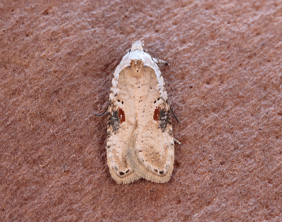 32.031 BF695 Agonopterix alstromeriana