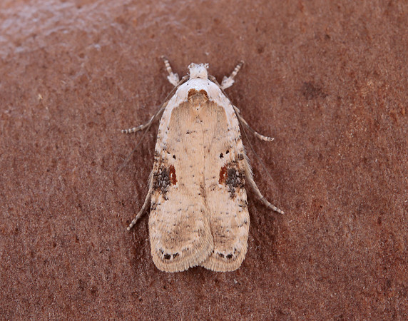 32.031 BF695 Agonopterix alstromeriana