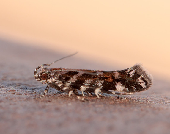 35.050 BF752 Aristotelia ericinella
