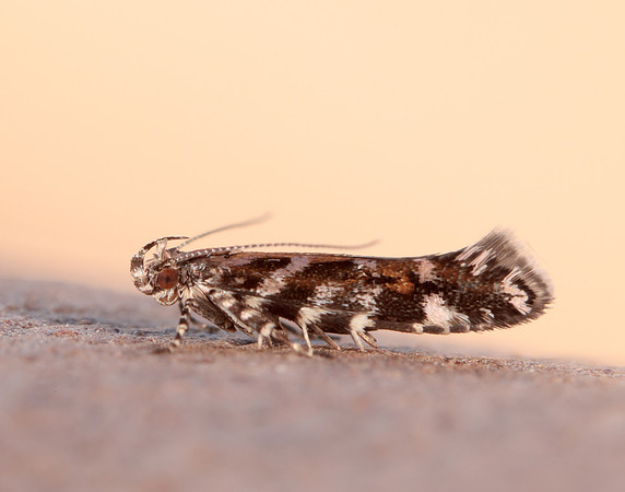 35.050 BF752 Aristotelia ericinella