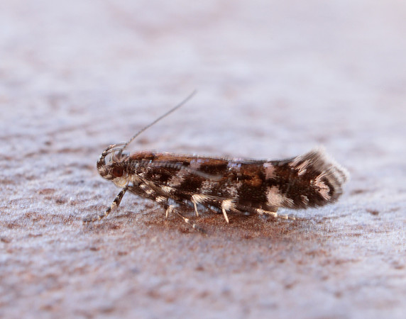 35.050 BF752 Aristotelia ericinella