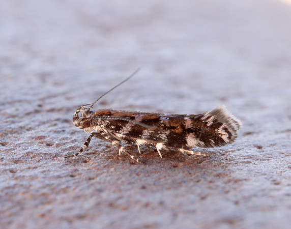 35.050 BF752 Aristotelia ericinella