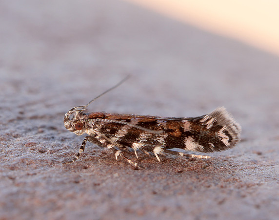 35.050 BF752 Aristotelia ericinella
