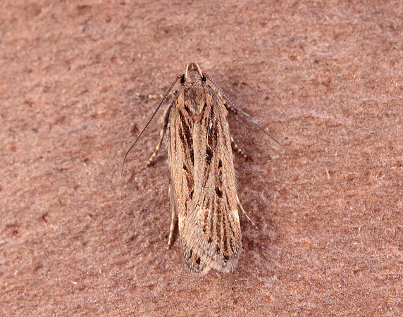 35.094 BF796 Aroga velocella