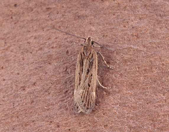 35.094 BF796 Aroga velocella
