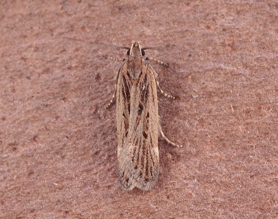 35.094 BF796 Aroga velocella