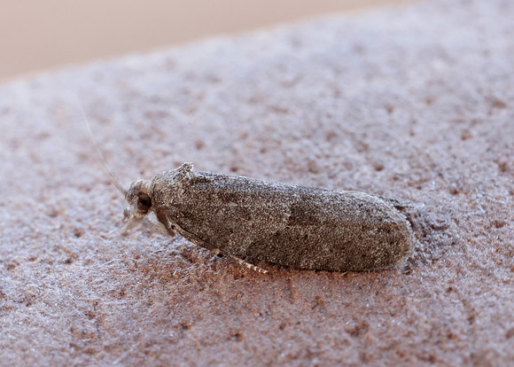 49.049 BF1024 Light Grey Tortrix Cnephasia incertana