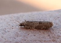 49.049 BF1024 Light Grey Tortrix Cnephasia incertana