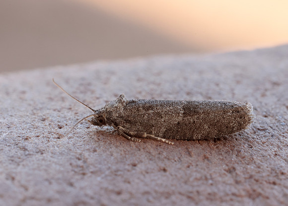 49.049 BF1024 Light Grey Tortrix Cnephasia incertana