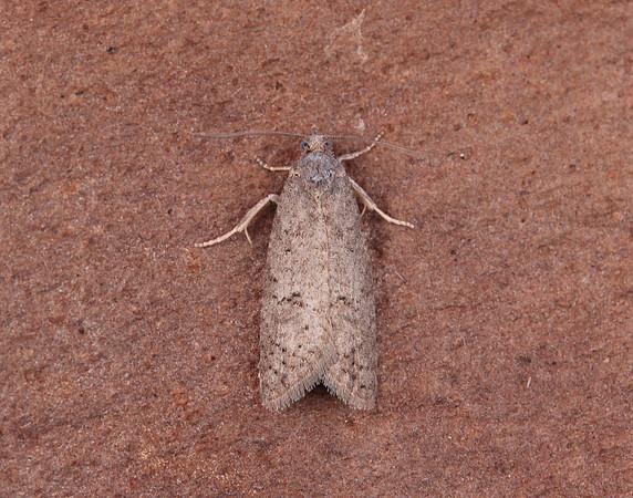 49.049 BF1024 Light Grey Tortrix Cnephasia incertana