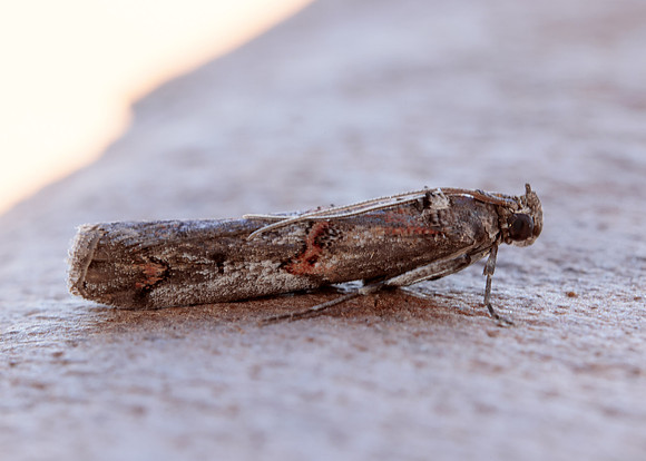 62.023 BF1442 Pempelia palumbella