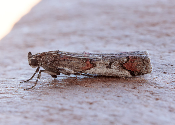 62.023 BF1442 Pempelia palumbella