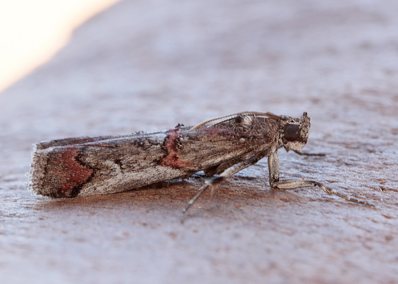 62.023 BF1442 Pempelia palumbella