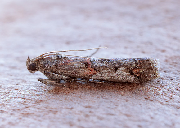 62.023 BF1442 Pempelia palumbella