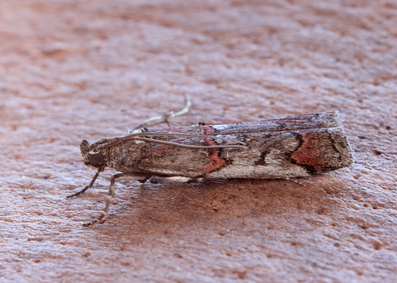 62.023 BF1442 Pempelia palumbella