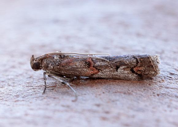 62.023 BF1442 Pempelia palumbella