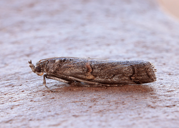 62.023 BF1442 Pempelia palumbella