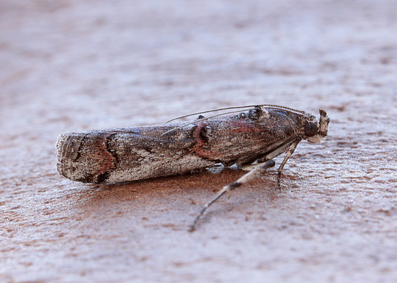 62.023 BF1442 Pempelia palumbella