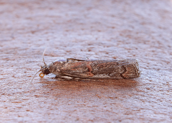 62.023 BF1442 Pempelia palumbella
