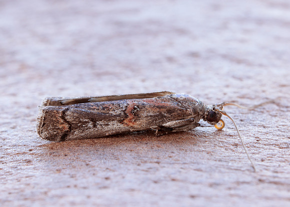 62.023 BF1442 Pempelia palumbella
